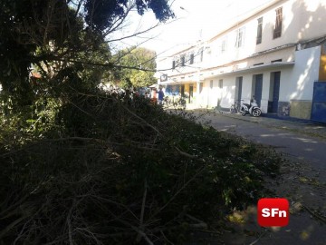 corte de árvore 2