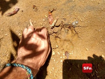 pegada de onça