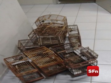pássaros apreendidos 2