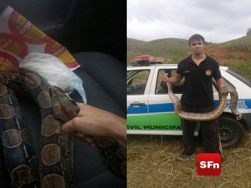cobra pádua
