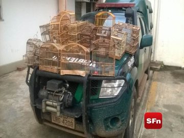 pássaros ambiental 1