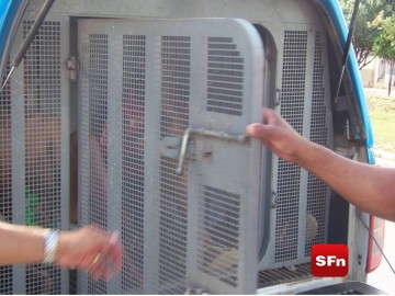Foto: SFnotícias