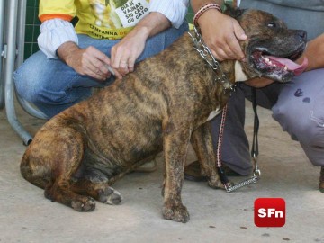 vacinação de animais