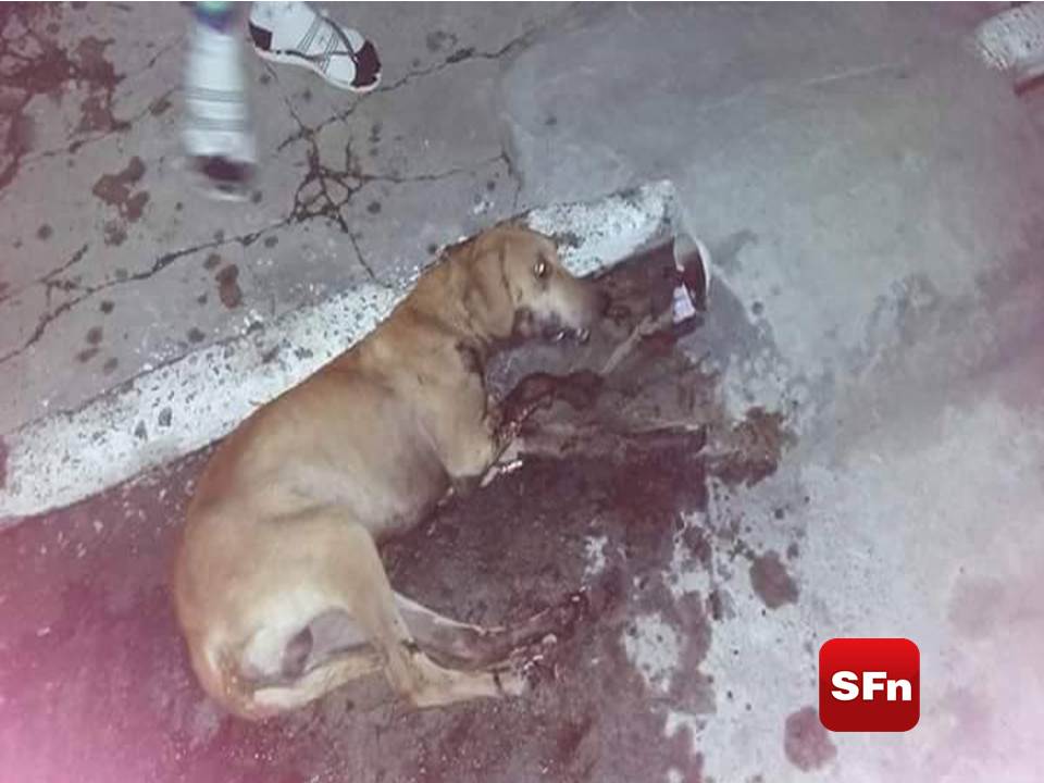 Morte de cães em São Fidélis: Polícia Civil aguarda laudos do IML para