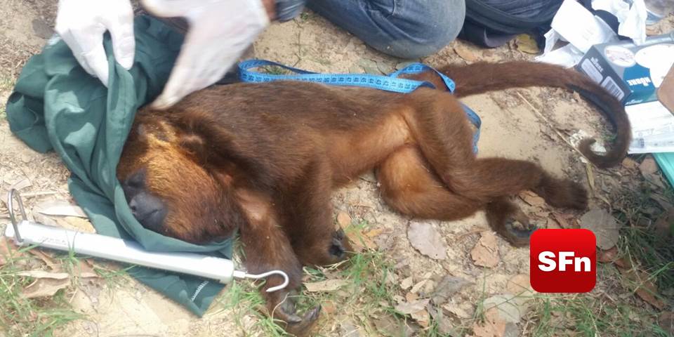 Macaco em zoológico faz ligação emergencial e confunde policiais